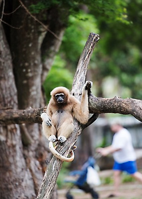 포토 JPG 주간 전신 나무 동물 한마리 태국 자연 동물원 한명 성인 야외 아웃포커스 원숭이 유모차 긴팔원숭이 국내포토 자연요소 식물 1 아시아 포유류 촬영기법 사람 아기용품 생태계 파일형식