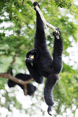 포토 JPG 주간 나무 동물 한마리 태국 자연 동물원 사람없음 야외 아웃포커스 원숭이 잡기 먹기 긴팔원숭이 국내포토 자연요소 식물 1 아시아 포유류 모션 촬영기법 생태계 파일형식