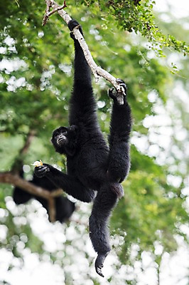 포토 JPG 주간 나무 동물 한마리 태국 자연 동물원 사람없음 야외 아웃포커스 원숭이 잡기 긴팔원숭이 국내포토 자연요소 식물 1 아시아 포유류 모션 촬영기법 생태계 파일형식