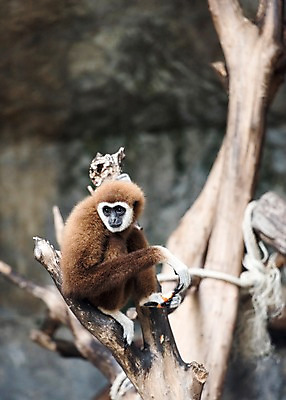 포토 JPG 주간 나무 동물 한마리 태국 자연 동물원 사람없음 야외 아웃포커스 원숭이 긴팔원숭이 국내포토 자연요소 식물 1 아시아 포유류 촬영기법 생태계 파일형식