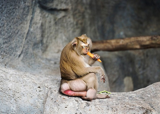 포토 JPG 주간 나무 동물 한마리 태국 자연 동물원 사람없음 야외 아웃포커스 당근 먹기 돼지꼬리원숭이 국내포토 자연요소 식물 1 아시아 모션 뿌리채소 촬영기법 원숭이 생태계 파일형식