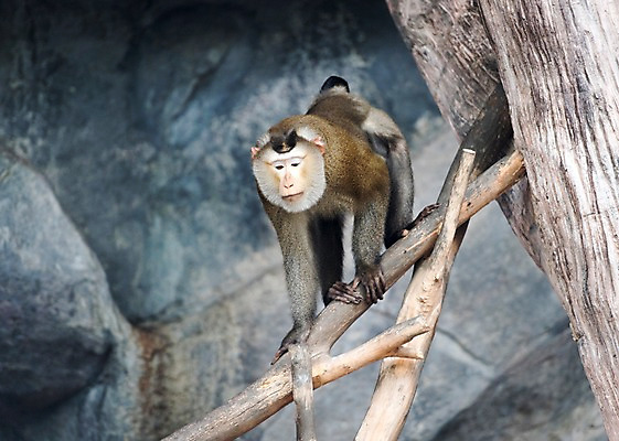 포토 JPG 주간 나무 동물 한마리 태국 자연 동물원 사람없음 야외 아웃포커스 돼지꼬리원숭이 국내포토 자연요소 식물 1 아시아 촬영기법 원숭이 생태계 파일형식