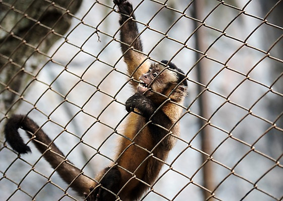 포토 JPG 주간 동물 한마리 태국 자연 매달리기 동물원 사람없음 야외 아웃포커스 원숭이 철장 국내포토 자연요소 1 아시아 포유류 모션 촬영기법 생태계 파일형식