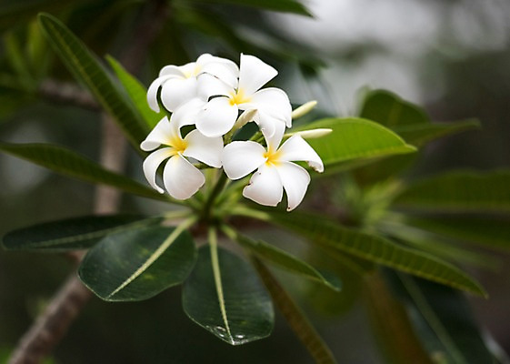 포토 JPG 주간 꽃 태국 자연 동물원 사람없음 야외 아웃포커스 플루메리아 국내포토 자연요소 식물 아시아 촬영기법 생태계 파일형식