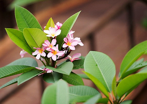 포토 JPG 주간 꽃 태국 자연 동물원 사람없음 야외 아웃포커스 플루메리아 국내포토 자연요소 식물 아시아 촬영기법 생태계 파일형식