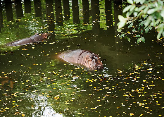 포토 JPG 주간 동물 호수 두마리 태국 자연 동물원 사람없음 야외 아웃포커스 하마 국내포토 자연요소 아시아 2 포유류 촬영기법 생태계 파일형식