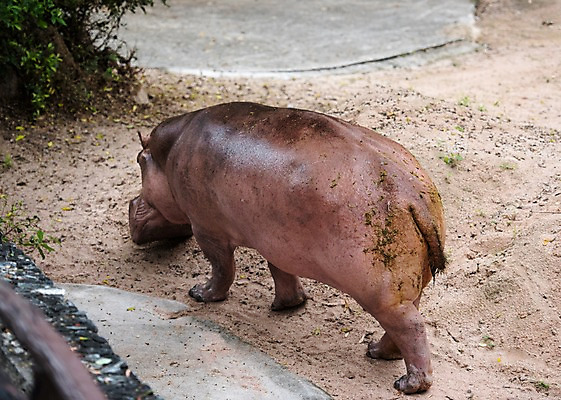 포토 JPG 주간 동물 한마리 태국 자연 동물원 사람없음 야외 아웃포커스 하마 국내포토 자연요소 1 아시아 포유류 촬영기법 생태계 파일형식