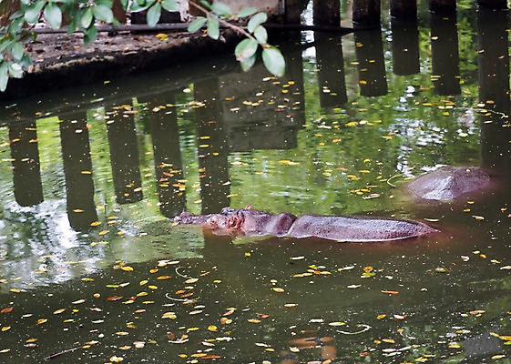 포토 JPG 주간 동물 호수 두마리 태국 자연 동물원 사람없음 야외 아웃포커스 하마 국내포토 자연요소 아시아 2 포유류 촬영기법 생태계 파일형식