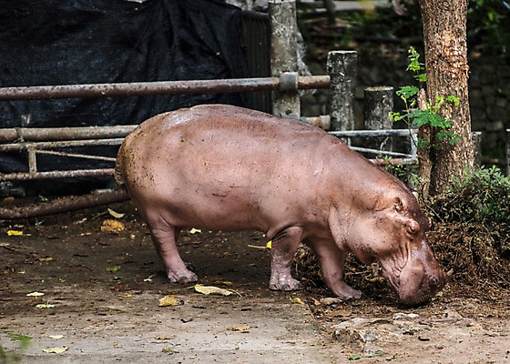 포토 JPG 주간 나무 동물 한마리 태국 자연 동물원 사람없음 야외 아웃포커스 하마 국내포토 자연요소 식물 1 아시아 포유류 촬영기법 생태계 파일형식