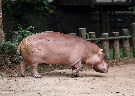 포토 JPG 주간 동물 한마리 태국 자연 동물원 사람없음 야외 아웃포커스 하마 국내포토 자연요소 1 아시아 포유류 촬영기법 생태계 파일형식