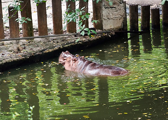 포토 JPG 주간 동물 한마리 호수 태국 자연 동물원 사람없음 야외 아웃포커스 하마 국내포토 자연요소 1 아시아 포유류 촬영기법 생태계 파일형식