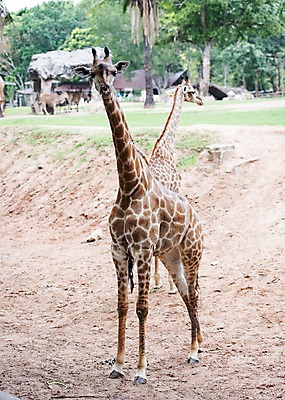 포토 JPG 주간 동물 두마리 태국 자연 동물원 사람없음 야외 아웃포커스 기린 국내포토 자연요소 아시아 2 포유류 촬영기법 생태계 파일형식