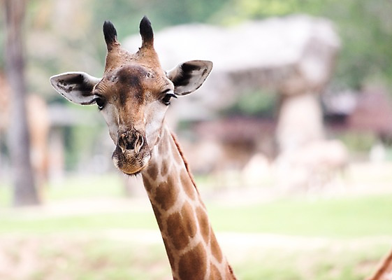 포토 JPG 주간 동물 한마리 태국 자연 동물원 사람없음 야외 아웃포커스 기린 국내포토 자연요소 1 아시아 포유류 촬영기법 생태계 파일형식