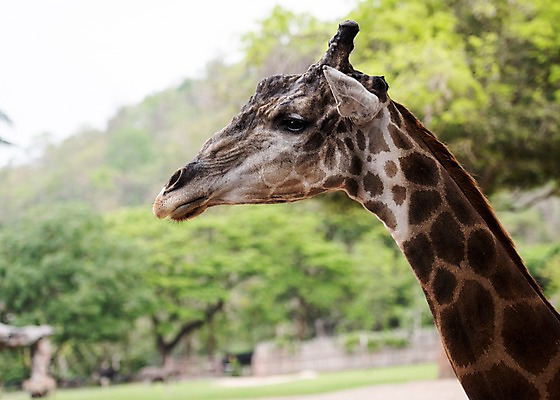 포토 JPG 주간 나무 동물 한마리 태국 자연 동물원 사람없음 야외 아웃포커스 기린 국내포토 자연요소 식물 1 아시아 포유류 촬영기법 생태계 파일형식