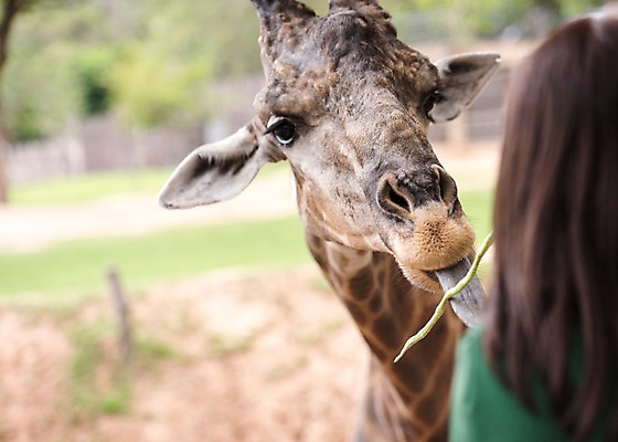 포토 JPG 주간 동물 한마리 여자 태국 자연 동물원 한명 상반신 성인 야외 뒷모습 아웃포커스 먹이 기린 국내포토 자연요소 1 아시아 뷰포인트 포유류 촬영기법 사람 생태계 파일형식