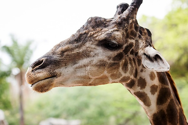 포토 JPG 주간 동물 한마리 태국 자연 동물원 사람없음 야외 아웃포커스 기린 국내포토 자연요소 1 아시아 포유류 촬영기법 생태계 파일형식