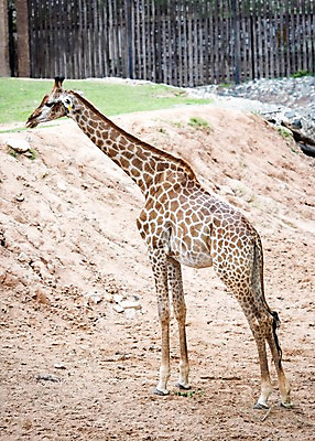 포토 JPG 주간 동물 한마리 태국 자연 동물원 사람없음 야외 아웃포커스 기린 국내포토 자연요소 1 아시아 포유류 촬영기법 생태계 파일형식