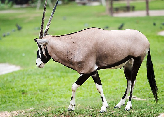 포토 JPG 주간 동물 한마리 태국 자연 동물원 초원 사람없음 야외 아웃포커스 겜스복 국내포토 자연요소 1 아시아 촬영기법 생태계 파일형식
