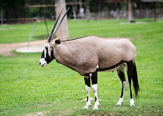 포토 JPG 주간 동물 한마리 태국 자연 동물원 초원 사람없음 야외 아웃포커스 겜스복 국내포토 자연요소 1 아시아 촬영기법 생태계 파일형식