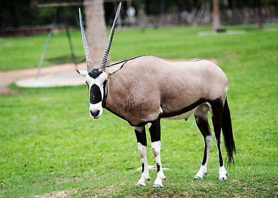 포토 JPG 주간 나무 동물 한마리 태국 자연 동물원 초원 사람없음 야외 아웃포커스 겜스복 국내포토 자연요소 식물 1 아시아 촬영기법 생태계 파일형식