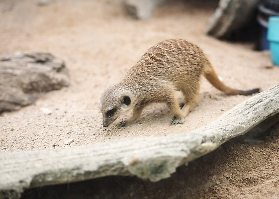포토 JPG 주간 동물 한마리 모래 태국 자연 동물원 사람없음 야외 아웃포커스 미어캣 국내포토 자연요소 1 아시아 촬영기법 생태계 파일형식
