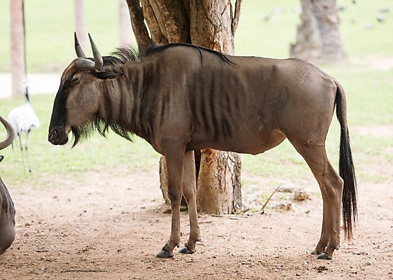 포토 JPG 주간 나무 동물 한마리 태국 자연 동물원 사람없음 야외 아웃포커스 누 국내포토 자연요소 식물 1 아시아 촬영기법 생태계 파일형식