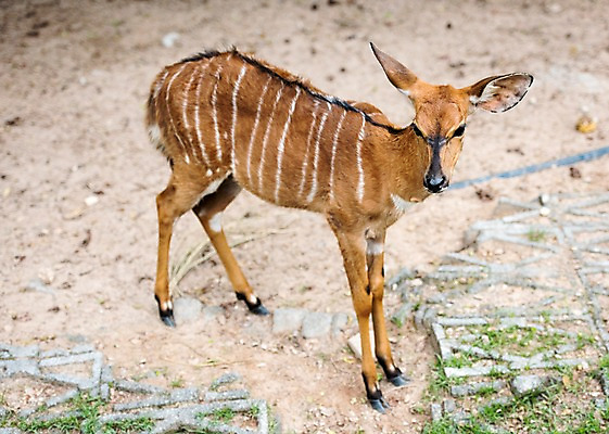 포토 JPG 주간 동물 한마리 태국 자연 사슴 동물원 사람없음 야외 아웃포커스 국내포토 자연요소 1 아시아 포유류 촬영기법 생태계 파일형식