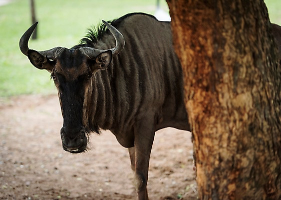 포토 JPG 주간 나무 동물 한마리 태국 자연 동물원 사람없음 야외 아웃포커스 들소 국내포토 자연요소 식물 1 아시아 촬영기법 소 생태계 파일형식