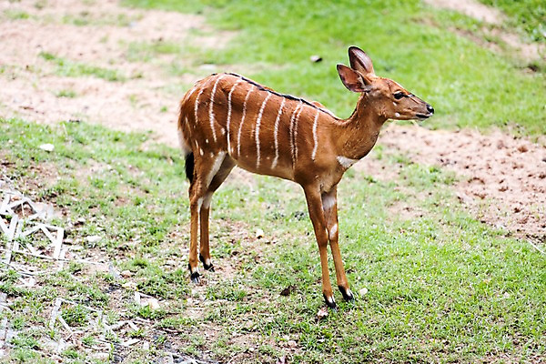 포토 JPG 주간 동물 한마리 태국 자연 사슴 동물원 사람없음 야외 아웃포커스 국내포토 자연요소 1 아시아 포유류 촬영기법 생태계 파일형식