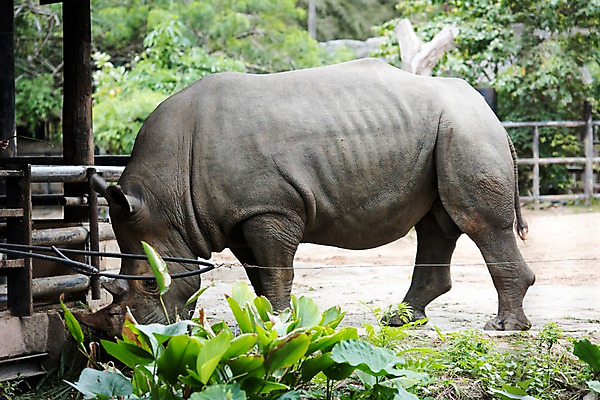 포토 JPG 주간 식물 동물 한마리 태국 자연 동물원 사람없음 야외 아웃포커스 코뿔소 국내포토 자연요소 1 아시아 포유류 촬영기법 생태계 파일형식