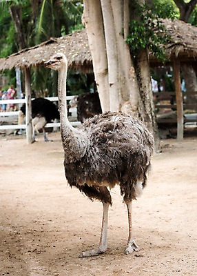 포토 JPG 주간 나무 동물 한마리 태국 자연 동물원 사람없음 야외 아웃포커스 타조 국내포토 자연요소 식물 1 아시아 조류 촬영기법 생태계 파일형식