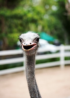 포토 JPG 주간 동물 한마리 태국 자연 동물원 사람없음 야외 아웃포커스 울타리 타조 국내포토 자연요소 1 아시아 조류 촬영기법 담장 생태계 파일형식
