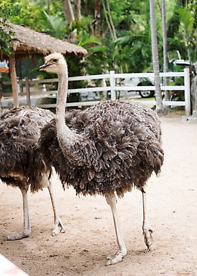 포토 JPG 주간 동물 두마리 태국 자연 동물원 사람없음 야외 아웃포커스 울타리 타조 국내포토 자연요소 아시아 2 조류 촬영기법 담장 생태계 파일형식