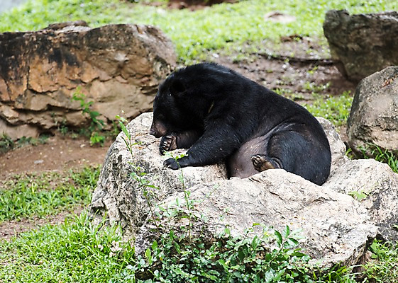 포토 JPG 주간 동물 한마리 곰 태국 자연 동물원 사람없음 야외 아웃포커스 돌_바위 낮잠 흑곰 국내포토 자연요소 1 아시아 포유류 촬영기법 잠 생태계 파일형식