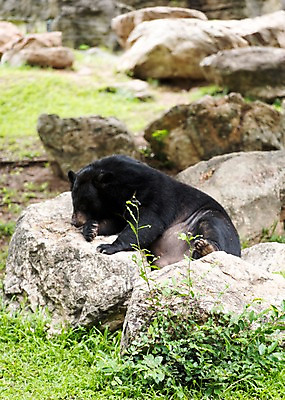 포토 JPG 주간 동물 한마리 곰 태국 자연 동물원 사람없음 야외 아웃포커스 돌_바위 잠 흑곰 국내포토 자연요소 1 아시아 포유류 촬영기법 생태계 파일형식