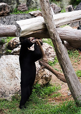 포토 JPG 주간 나무 동물 한마리 곰 태국 자연 동물원 사람없음 야외 아웃포커스 흑곰 국내포토 자연요소 식물 1 아시아 포유류 촬영기법 생태계 파일형식