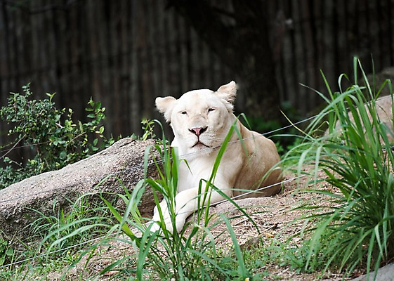 포토 JPG 주간 식물 동물 한마리 태국 자연 동물원 사람없음 야외 아웃포커스 백사자 국내포토 자연요소 1 아시아 촬영기법 사자 생태계 파일형식