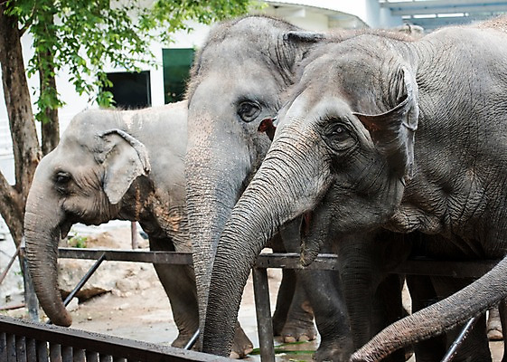 포토 JPG 주간 나무 동물 태국 자연 코끼리 동물원 세마리 사람없음 야외 아웃포커스 국내포토 자연요소 식물 아시아 포유류 촬영기법 3 생태계 파일형식