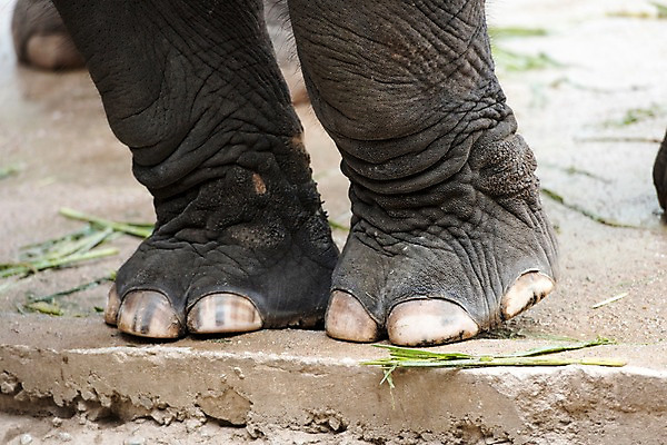 포토 JPG 주간 동물 한마리 발 태국 자연 코끼리 동물원 사람없음 야외 아웃포커스 국내포토 자연요소 1 아시아 포유류 촬영기법 신체부위 생태계 파일형식