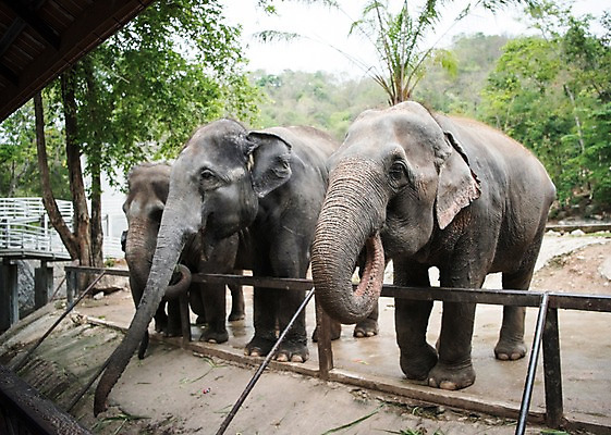 포토 JPG 주간 동물 태국 자연 코끼리 동물원 세마리 사람없음 야외 아웃포커스 울타리 국내포토 자연요소 아시아 포유류 촬영기법 3 담장 생태계 파일형식