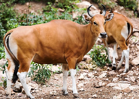 포토 JPG 주간 식물 동물 두마리 태국 자연 동물원 사람없음 야외 아웃포커스 돌_바위 들소 국내포토 자연요소 아시아 2 촬영기법 소 생태계 파일형식