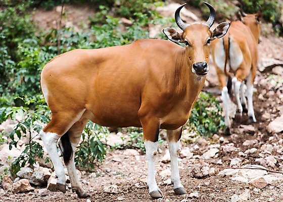 포토 JPG 주간 식물 동물 두마리 태국 자연 동물원 사람없음 야외 아웃포커스 돌_바위 들소 국내포토 자연요소 아시아 2 촬영기법 소 생태계 파일형식