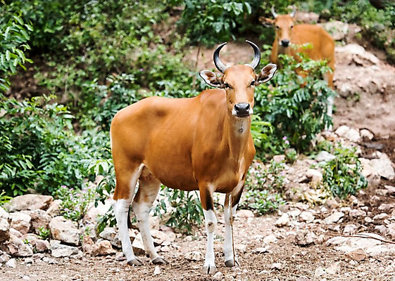 포토 JPG 주간 식물 동물 두마리 태국 자연 동물원 사람없음 야외 아웃포커스 돌_바위 들소 국내포토 자연요소 아시아 2 촬영기법 소 생태계 파일형식