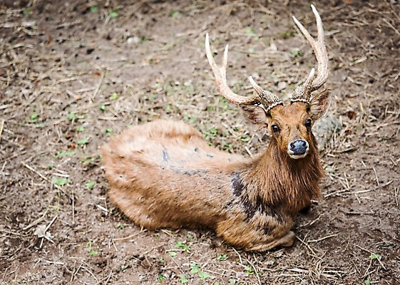 포토 JPG 주간 동물 한마리 태국 자연 사슴 동물원 사람없음 야외 아웃포커스 물사슴 국내포토 자연요소 1 아시아 포유류 촬영기법 생태계 파일형식