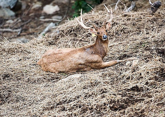 포토 JPG 주간 동물 한마리 태국 자연 사슴 동물원 사람없음 야외 아웃포커스 물사슴 국내포토 자연요소 1 아시아 포유류 촬영기법 생태계 파일형식