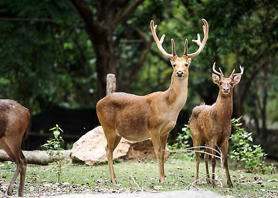 포토 JPG 주간 나무 동물 태국 자연 사슴 동물원 세마리 사람없음 야외 아웃포커스 돌_바위 물사슴 국내포토 자연요소 식물 아시아 포유류 촬영기법 3 생태계 파일형식