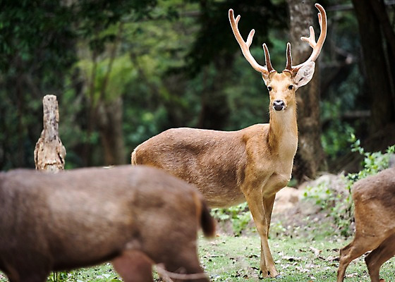포토 JPG 주간 나무 동물 태국 자연 사슴 동물원 세마리 사람없음 야외 아웃포커스 물사슴 국내포토 자연요소 식물 아시아 포유류 촬영기법 3 생태계 파일형식