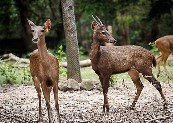 포토 JPG 주간 나무 동물 태국 자연 사슴 동물원 세마리 사람없음 야외 아웃포커스 물사슴 국내포토 자연요소 식물 아시아 포유류 촬영기법 3 생태계 파일형식