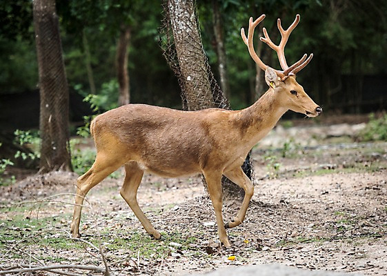 포토 JPG 주간 나무 동물 한마리 태국 자연 사슴 동물원 사람없음 야외 아웃포커스 물사슴 국내포토 자연요소 식물 1 아시아 포유류 촬영기법 생태계 파일형식