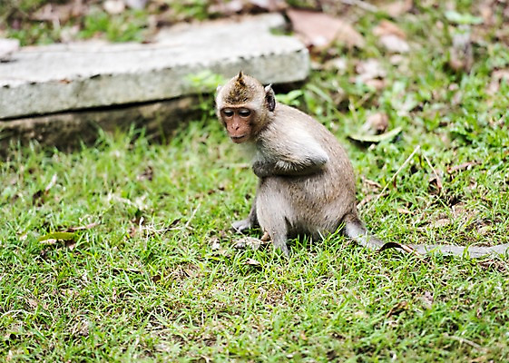 포토 JPG 주간 동물 한마리 태국 자연 동물원 초원 사람없음 야외 아웃포커스 원숭이 국내포토 자연요소 1 아시아 포유류 촬영기법 생태계 파일형식